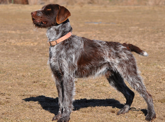 Wirehaired Pointing Griffon